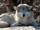 Casse-tete de Loup au printemps - Une photo de Kanzy