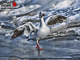 Oie sur glace - Une photo de Kanzy