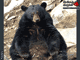 Casse-tete d'ours noir