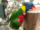 Oiseaux : Perroquet