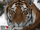 Casse-tete de tigre / Puzzle de tigre