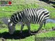 Animaux : Zebre