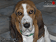 Chien : Basset Hound