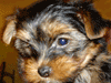 Chiot - Bebe York