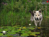 Chien - Label - Choisissez le format ci-dessus!