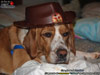 Chien - Samson - Choisissez le format ci-dessus!