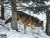 Casse-tête de Coyote - Choisissez le format ci-dessus!