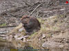 Casse-tête de Castor - Choisissez le format ci-dessus!