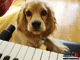 Chiot - Cocker - Piano