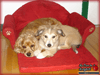 Animaux : Molie et Tacha (Chiens)