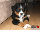Chiot - Bouvier - Roxie