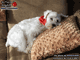 Chien : Schnauzer Blanc