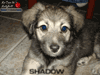 Chiot