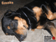 Chien : Jeune Rottweller - Smoke