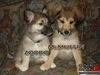 Chiots